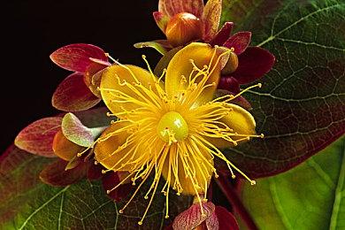 PC Gamer痛批《龙腾世纪：影障守护者》：一点也不像《龙腾世纪》